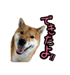 柴すずスタンぷぅ4（個別スタンプ：31）