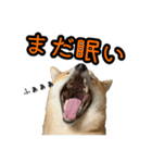 柴すずスタンぷぅ4（個別スタンプ：33）
