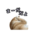 柴すずスタンぷぅ4（個別スタンプ：40）