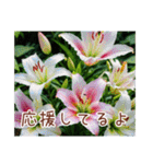 *お花で伝える気持ち*（個別スタンプ：19）