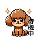 トイプードルカプリコ（敬語）（個別スタンプ：3）