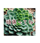 癒やしの多肉植物（個別スタンプ：8）