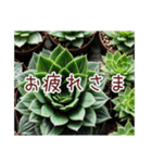 癒やしの多肉植物（個別スタンプ：10）