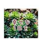 癒やしの多肉植物（個別スタンプ：27）