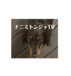 犬の言葉！！！（個別スタンプ：2）