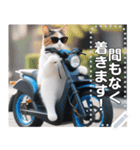 【待ち合わせに便利】バイク猫ちゃん（個別スタンプ：4）