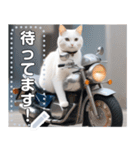 【待ち合わせに便利】バイク猫ちゃん（個別スタンプ：7）