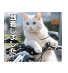 【待ち合わせに便利】バイク猫ちゃん（個別スタンプ：16）