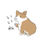 やわらかふんわりコーギー（個別スタンプ：4）