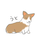 やわらかふんわりコーギー（個別スタンプ：24）