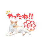 いつでも使える動く親子ねこスタンプ（個別スタンプ：8）