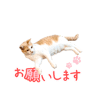 いつでも使える動く親子ねこスタンプ（個別スタンプ：10）