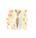 いつでも使える動く親子ねこスタンプ（個別スタンプ：18）