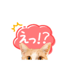 いつでも使える動く親子ねこスタンプ（個別スタンプ：20）