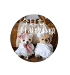 見やすい毎日teddybear（個別スタンプ：31）