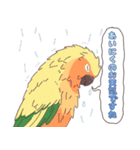 いろいろなインコたち（個別スタンプ：6）