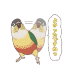 いろいろなインコたち（個別スタンプ：12）