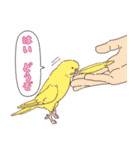 いろいろなインコたち（個別スタンプ：18）