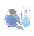 いろいろなインコたち（個別スタンプ：21）