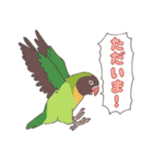 いろいろなインコたち（個別スタンプ：24）