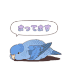 いろいろなインコたち（個別スタンプ：36）