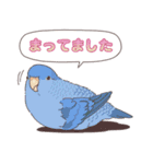 いろいろなインコたち（個別スタンプ：37）