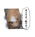 動物写真1（個別スタンプ：1）