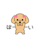 犬スタンプ＃3 トイプードル（個別スタンプ：1）