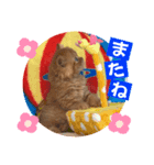 ねこまーち オンリーワンプリンセス（個別スタンプ：7）