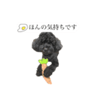 Toy poodle K vol.4 ゆるゆるver.（個別スタンプ：11）