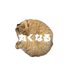 ろろみみちゃちゃ（個別スタンプ：22）