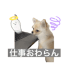 ちわぽめのロコ1（個別スタンプ：1）