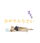 ちわぽめのロコ1（個別スタンプ：2）