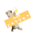 ちわぽめのロコ1（個別スタンプ：4）
