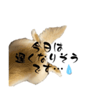 ちわぽめのロコ1（個別スタンプ：9）