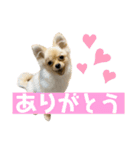 ちわぽめのロコ1（個別スタンプ：14）