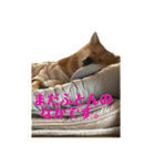 豆柴いっぺいちゃん①（個別スタンプ：3）
