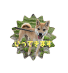 豆柴いっぺいちゃん①（個別スタンプ：4）