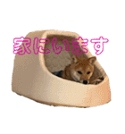 豆柴いっぺいちゃん①（個別スタンプ：8）