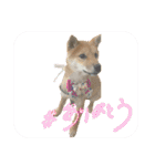 豆柴いっぺいちゃん①（個別スタンプ：9）