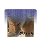 豆柴いっぺいちゃん①（個別スタンプ：12）