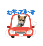 豆柴いっぺいちゃん①（個別スタンプ：14）
