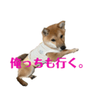 豆柴いっぺいちゃん①（個別スタンプ：15）