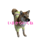 豆柴いっぺいちゃん①（個別スタンプ：16）