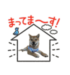 豆柴いっぺいちゃん①（個別スタンプ：19）