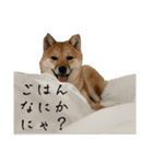豆柴いっぺいちゃん①（個別スタンプ：21）