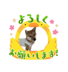 豆柴いっぺいちゃん①（個別スタンプ：24）