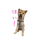 豆柴いっぺいちゃん①（個別スタンプ：27）