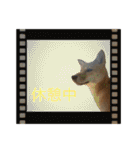 豆柴いっぺいちゃん①（個別スタンプ：32）