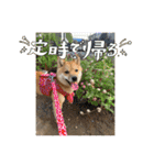 豆柴いっぺいちゃん①（個別スタンプ：33）